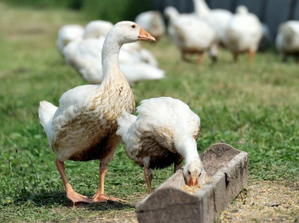 Keeping Geese: Natural, Eco-Friendly Grass Control