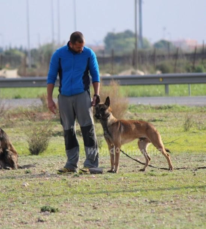 La indefensión aprendida en perros