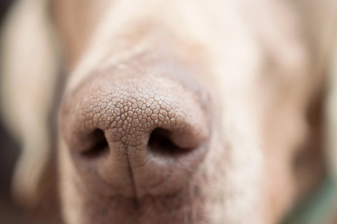 6 Reasons Your Dog May Have a Dry Nose