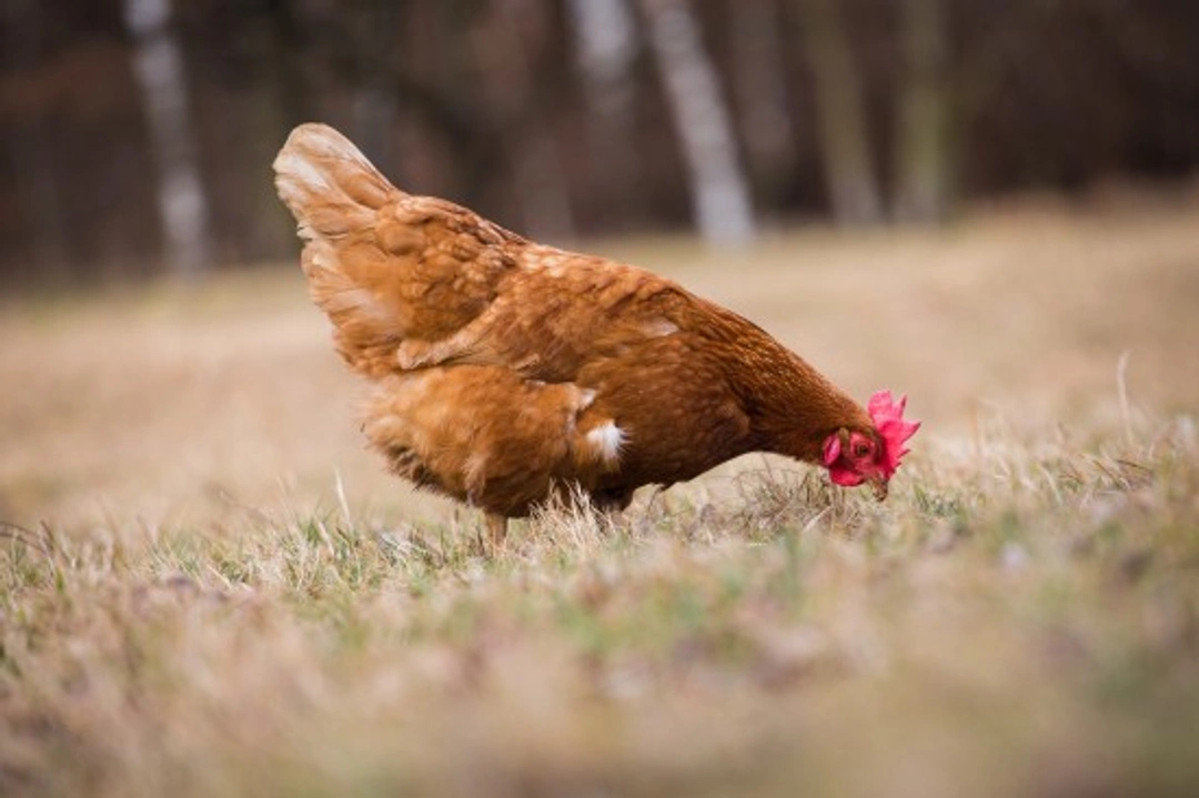 Infectious Laryngotracheitis in Chickens: Symptoms & Care Guide
