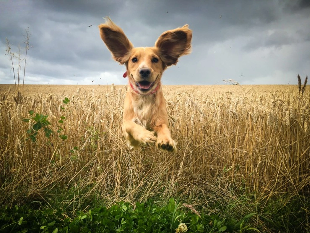 What Your Dog’s Ears Reveal About Their Origins