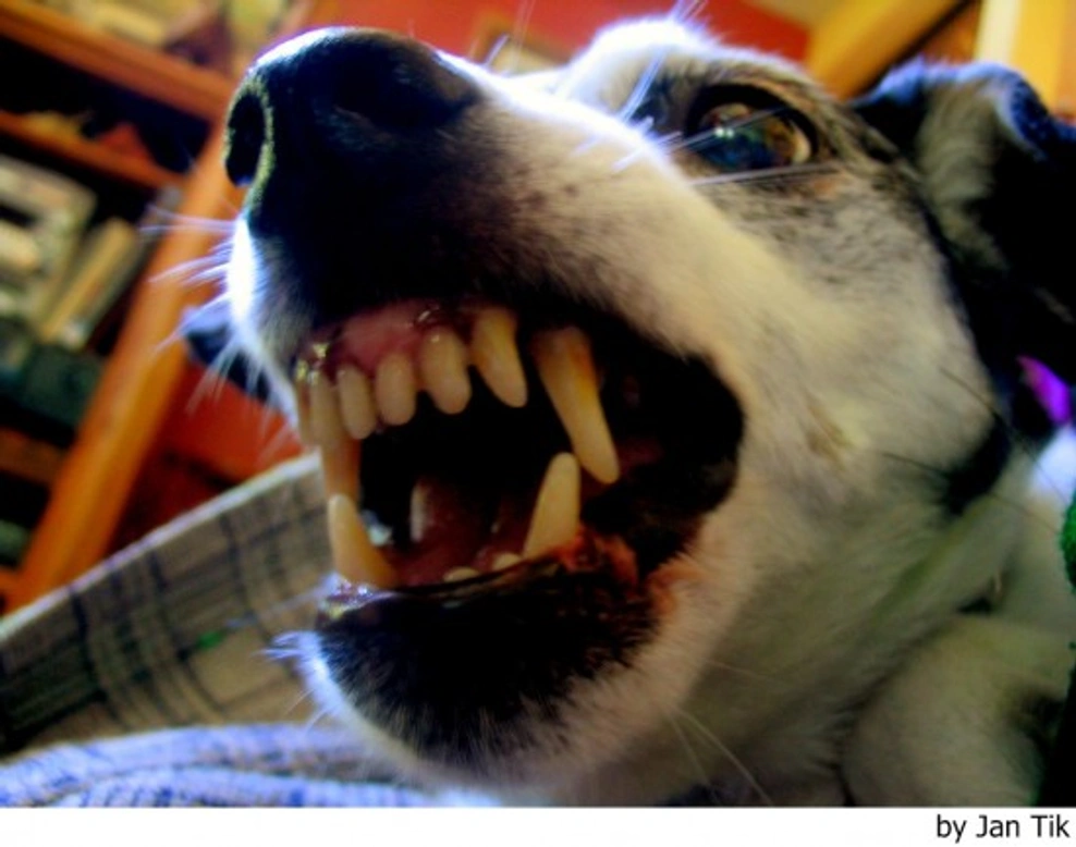 Mi perro es agresivo conmigo o con alguien de mi familia. ¿Qué hago?