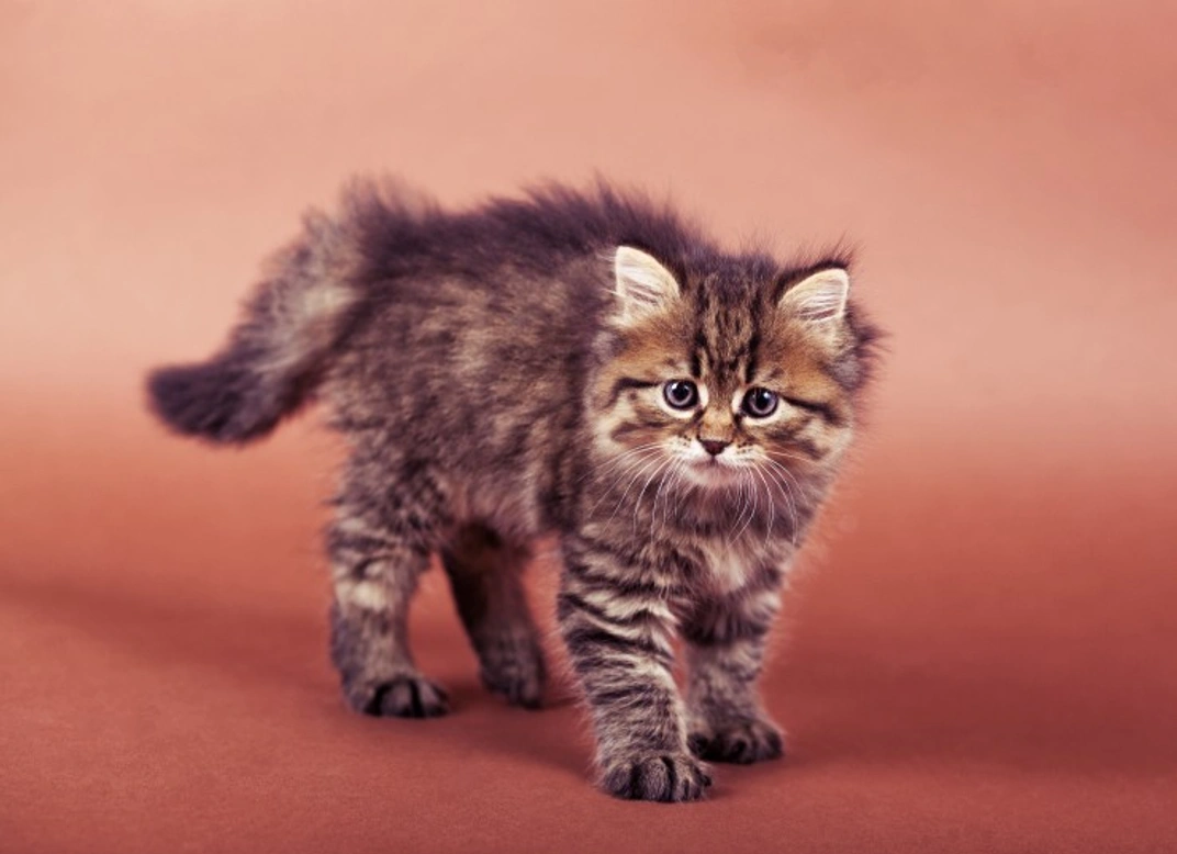 Should You Microchip Your Cat? Key Benefits Explained