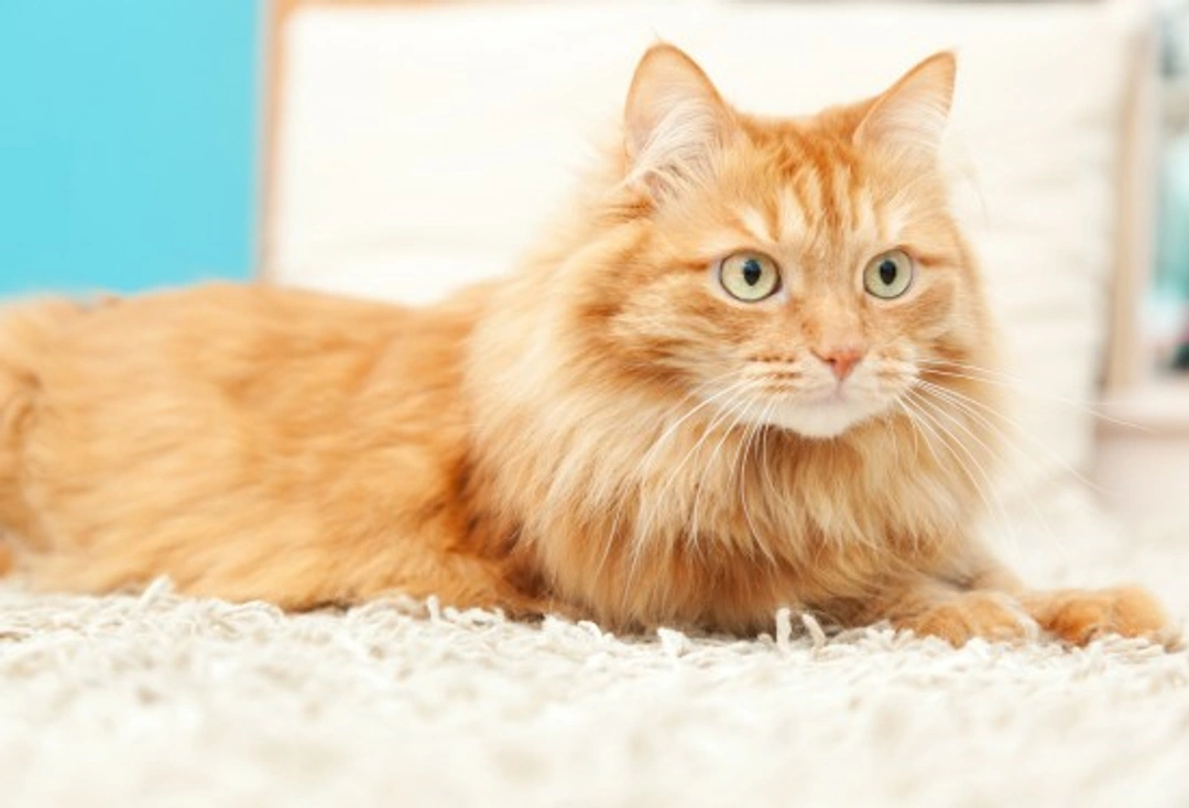 Does Your Cat Rule the Roost in Your Home? Signs & Insights