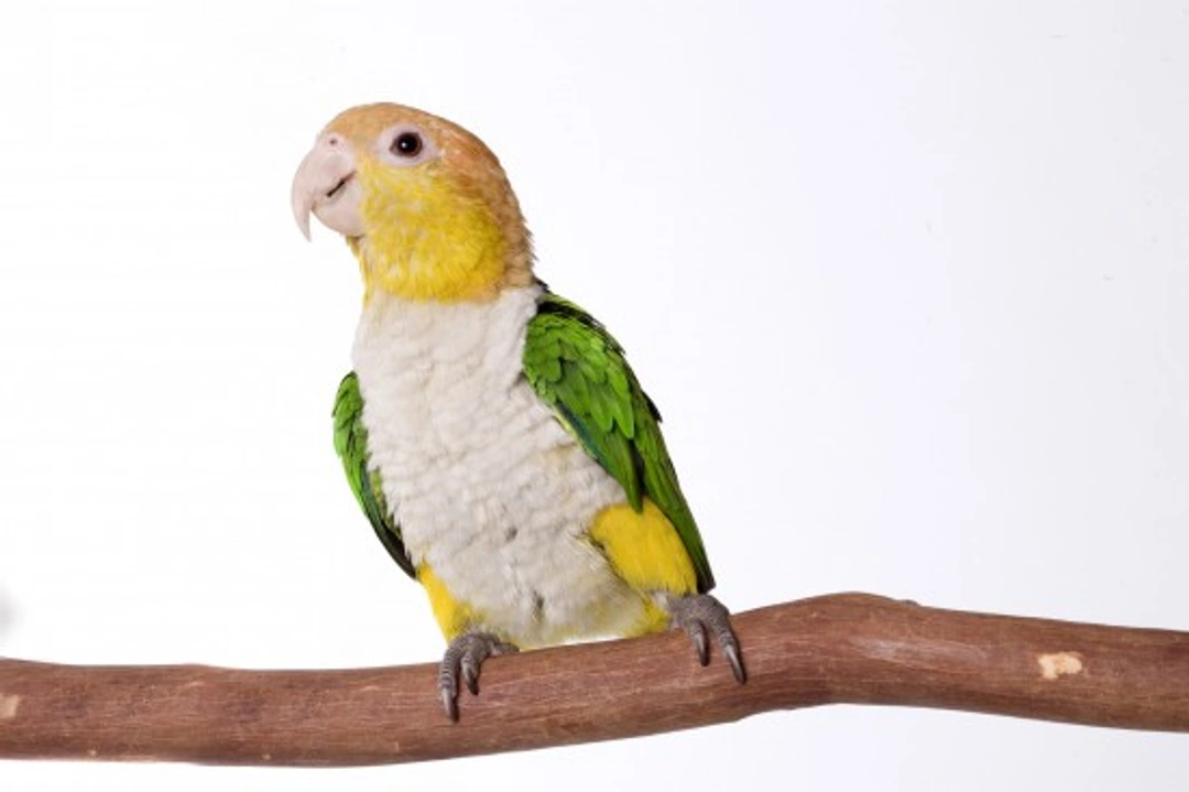 Parrot Species Guide: Caring for the Caique Parrot
