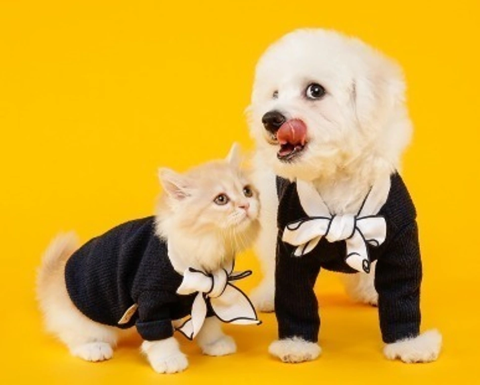 Meglio il cane o il gatto come animale da compagnia? Pro e contro