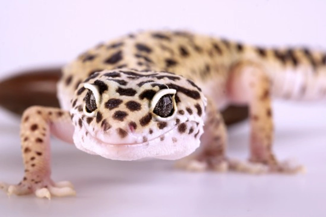Best Reptile Pets for Beginners: Easy Care and Handling