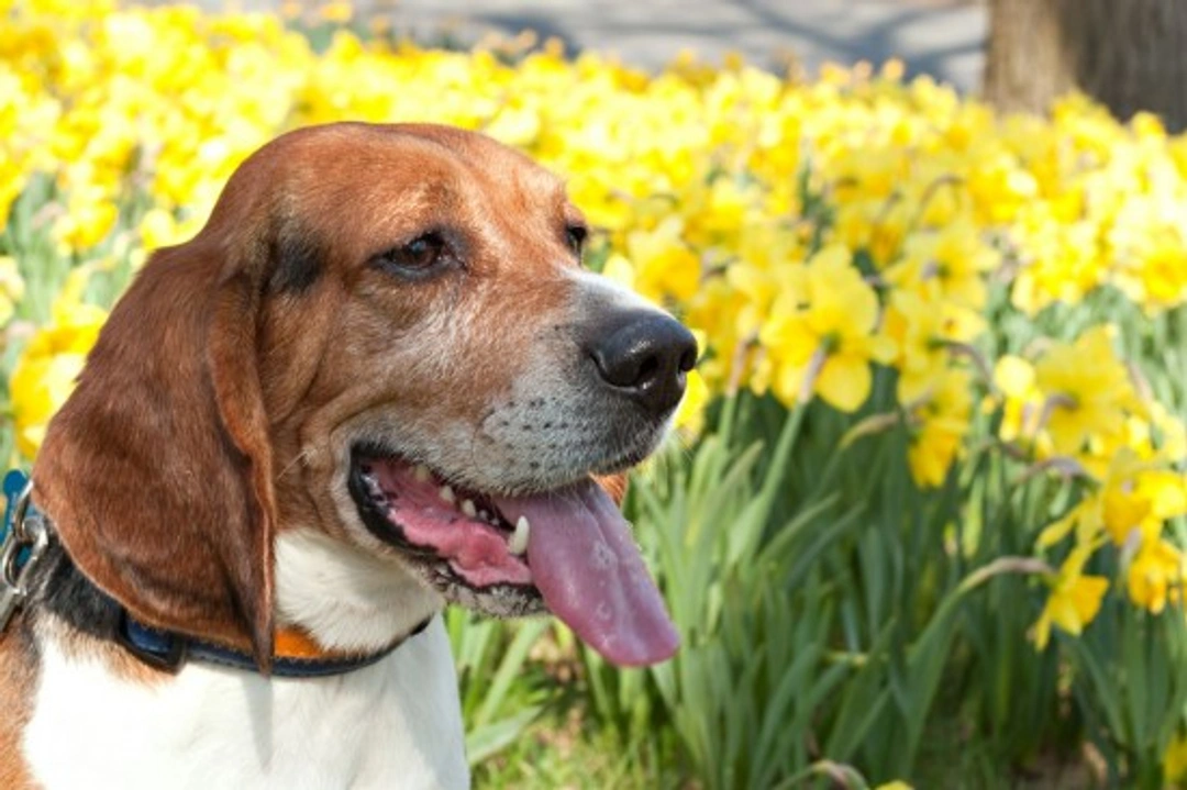Giftige Lenteplanten: Bescherm Je Hond Deze Seizoen