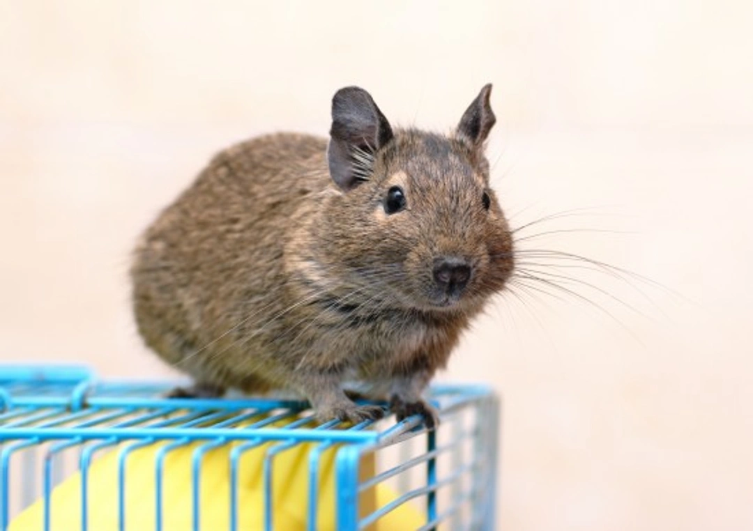 Top Tips to Keep Your Degu Happy and Healthy