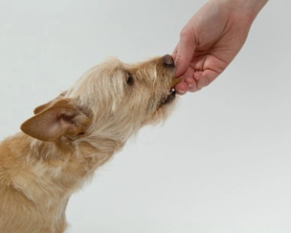 Ricette per cani e cibi per cani. Con cosa nutrire il cane da cucciolo