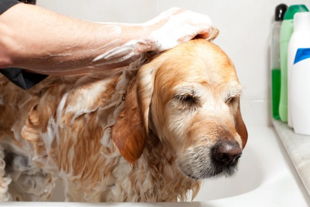 Why Does My Dog Smell So Bad? Causes & Remedies