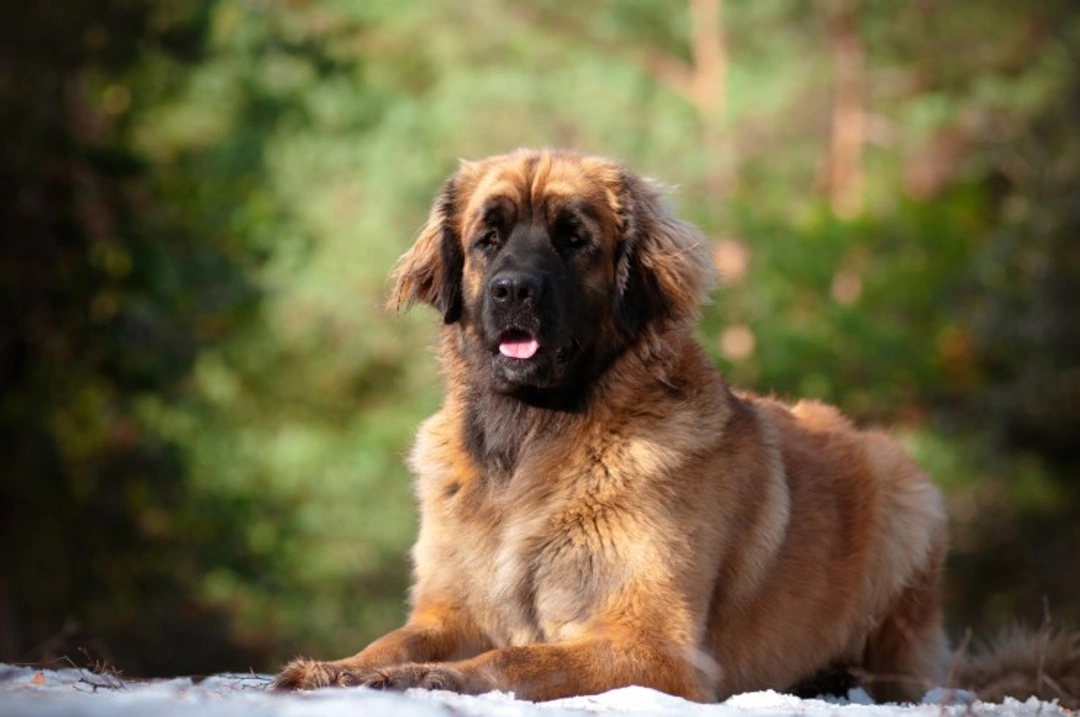 3 Unusual but Lovely Dog Breeds to Consider