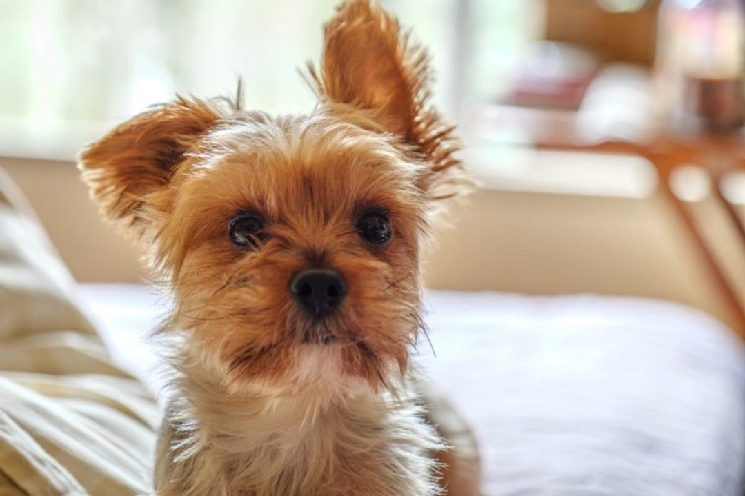 Alabama Rot 2025: Essential Facts for US Dog Owners