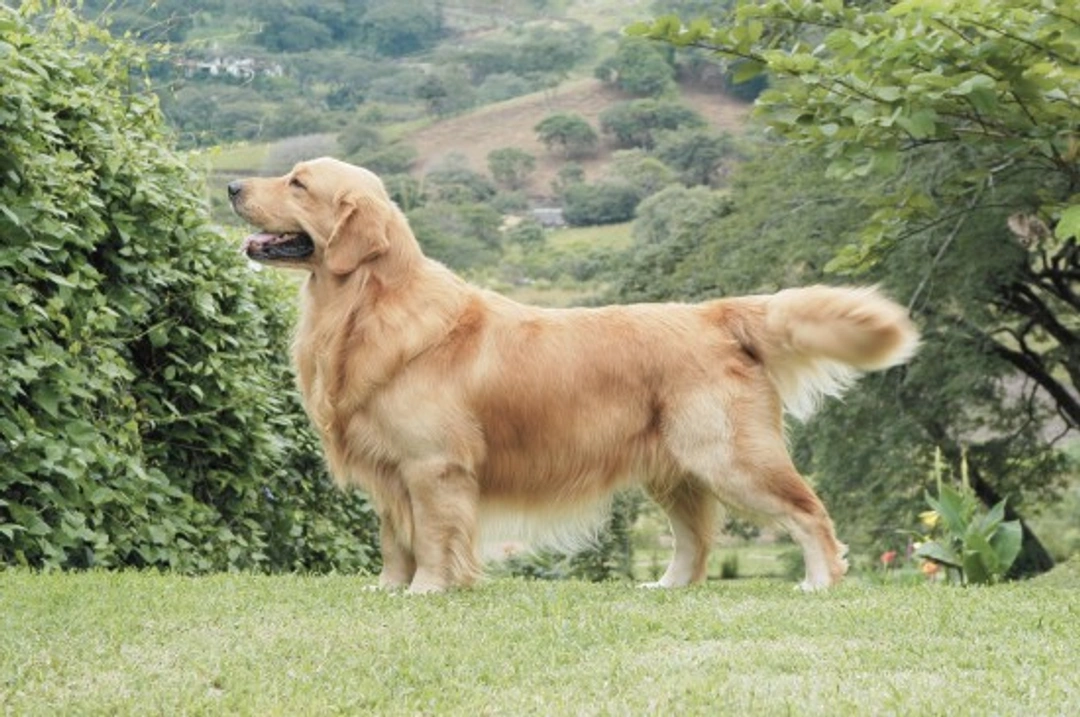 How to Find & Choose the Best Stud Dog: Expert Tips