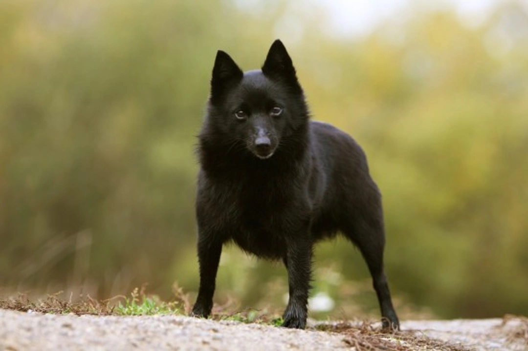 Schipperke dog hereditary health and longevity guide