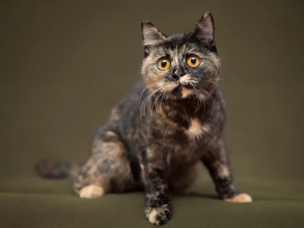 Why Cats Always Land on Their Feet: The Science Behind the Reflex