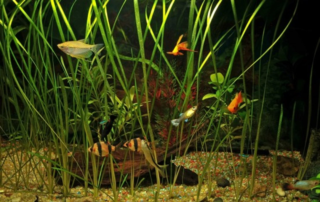 Biotopes: Creating Natural Environments for Your Aquarium Fish