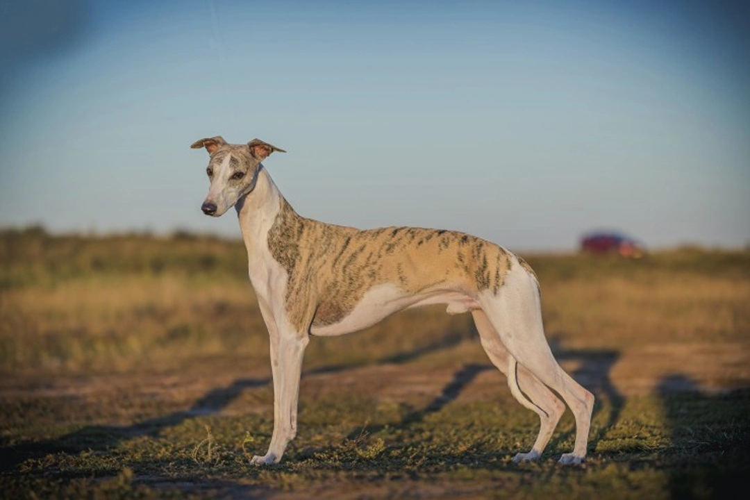 Spotlight on the Whippet: Crufts Best in Show Runner-Up