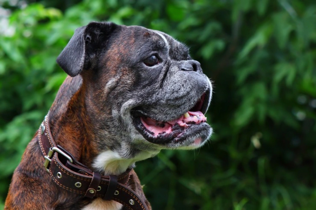 Boxer: A Beloved and Distinctive Dog Breed in the USA