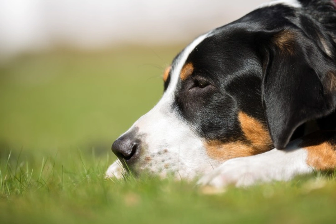 Food poisoning in dogs: Symptoms, causes & treatment