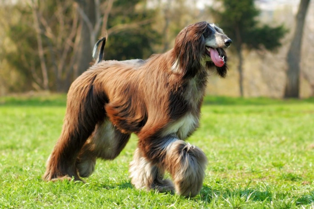 Afghan Hound Myelopathy: Symptoms, Care & Prevention Guide