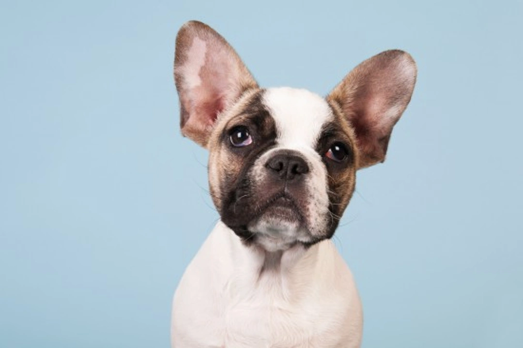 Small Brachycephalic Dog Breeds: Health & Care Guide