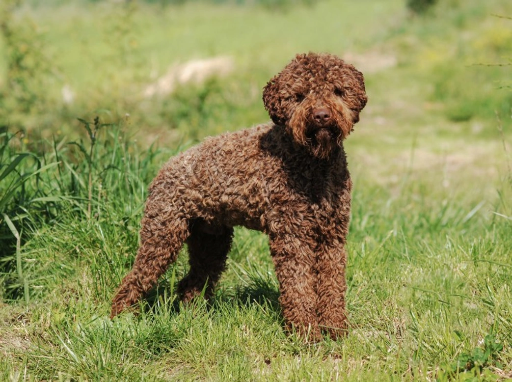 Juvenile Epilepsy in Lagotto Romagnolo Dogs: Causes & Breeding