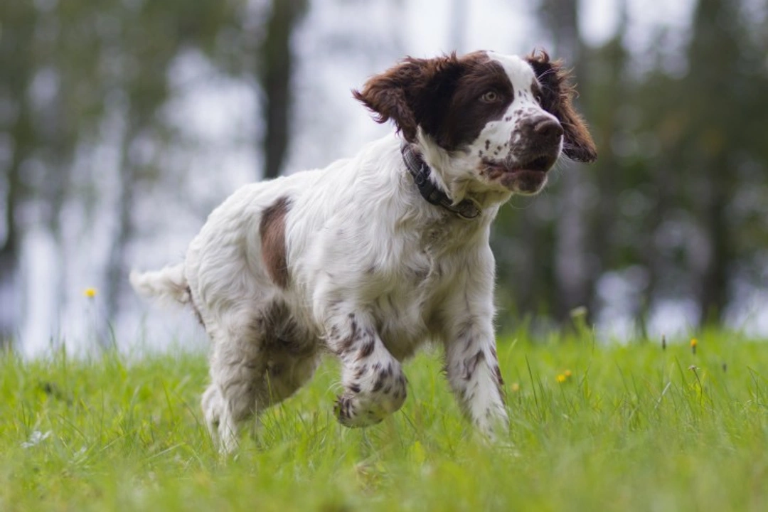 8 Key Facts About the Springer Spaniel