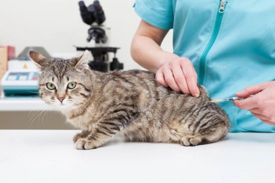 What Vaccinations Should My Cat Have? Essential Guide