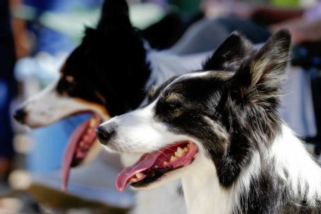 Heatstroke in Dogs: How to Keep Your Dog Safe This Summer