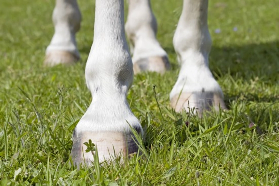 Common Conditions of the Equine Foot: Key Ailments Explained