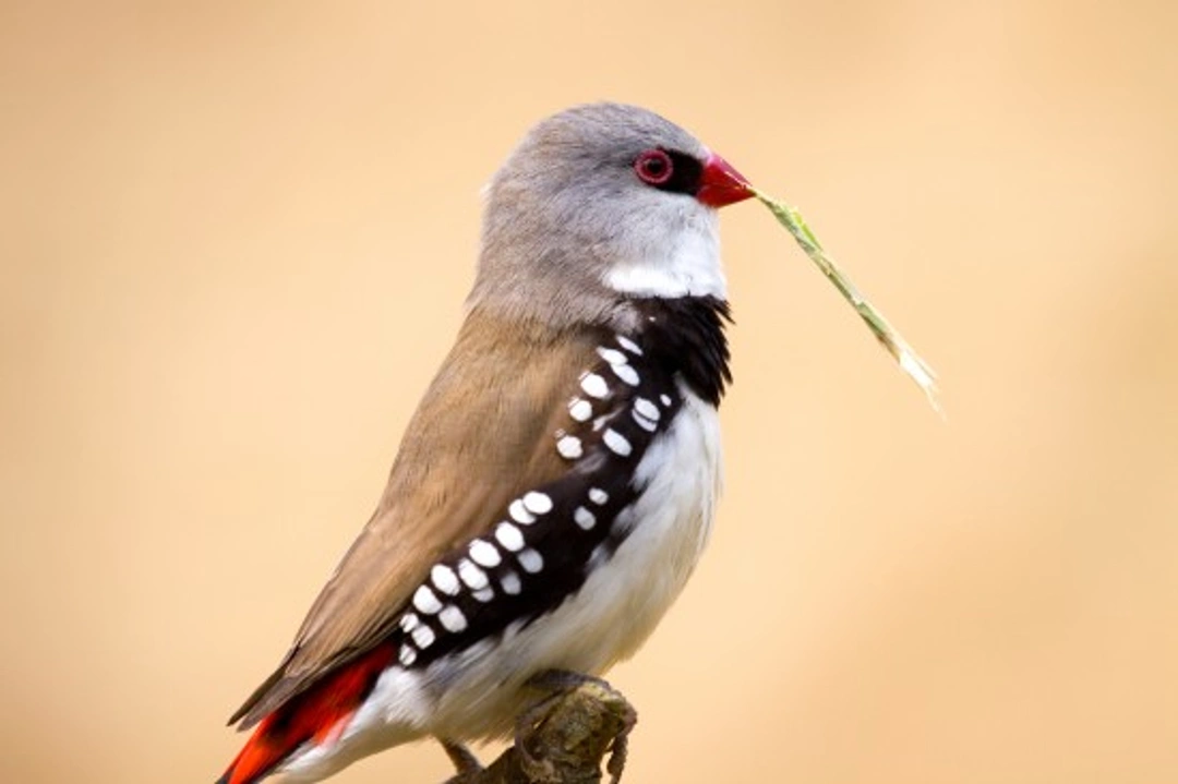 The Firetail Finch Family: Species, Care & Breeding Guide