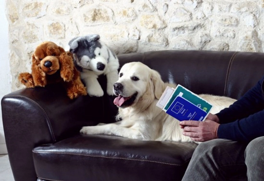 International Travel with Pets: A Complete Guide for 2025