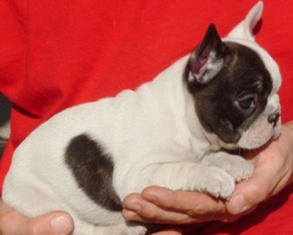 10 cose da sapere quando si vuole adottare un cucciolo