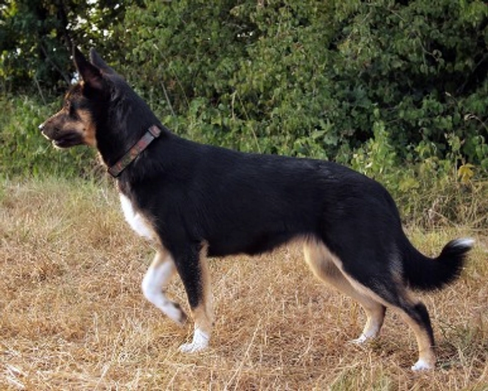 Il Lapinporokoira, attività e carattere - parte prima