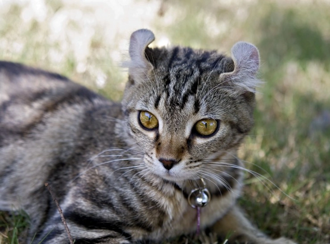 The Lovely Highlander Cat: Big-Hearted Domestic Breed
