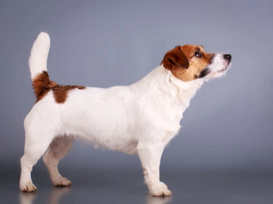 Jack Russell hereditary health and lifespan guide