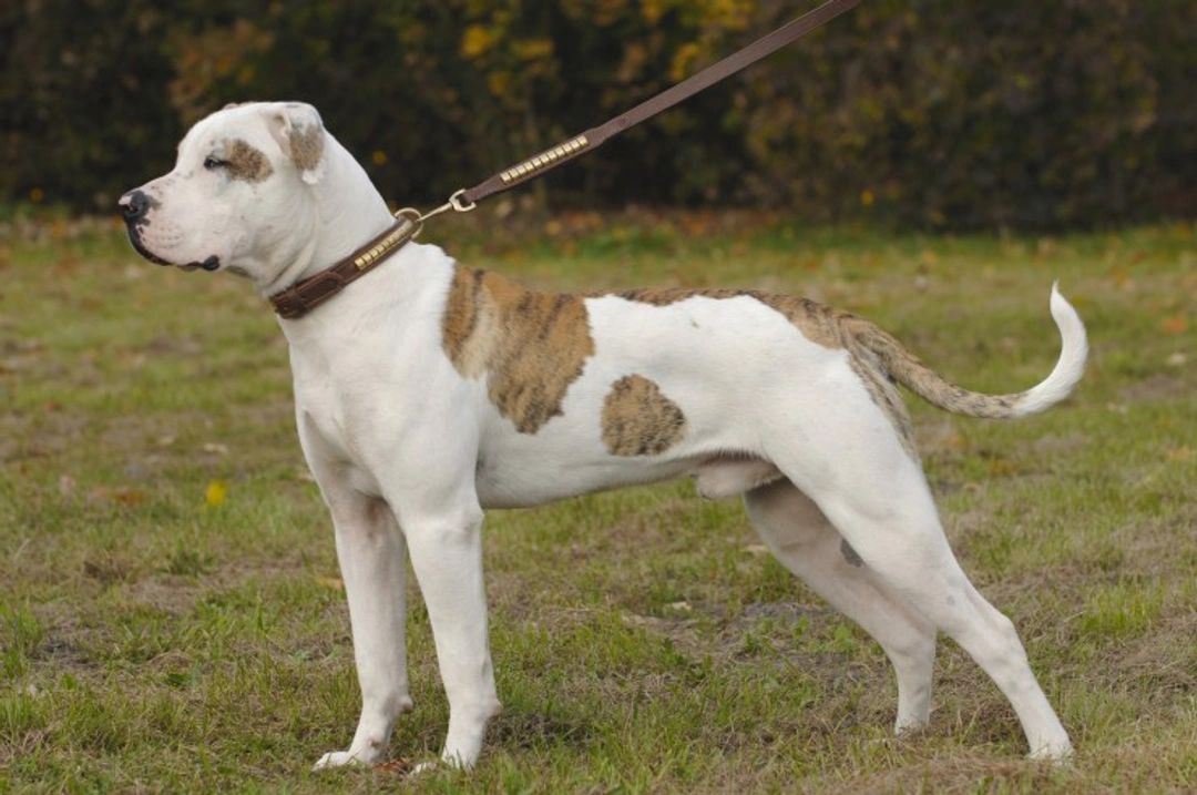 Why American Bulldogs Are Gaining Popularity in the UK