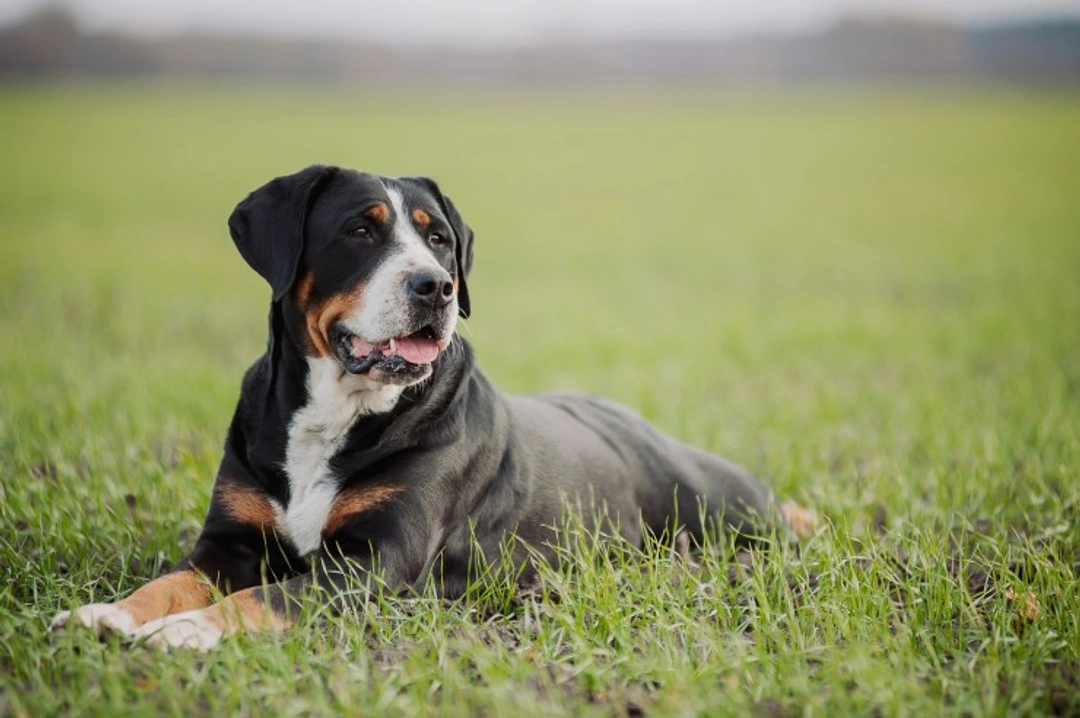 Swissy Lick and Splenic Torsion in Greater Swiss Mountain Dogs