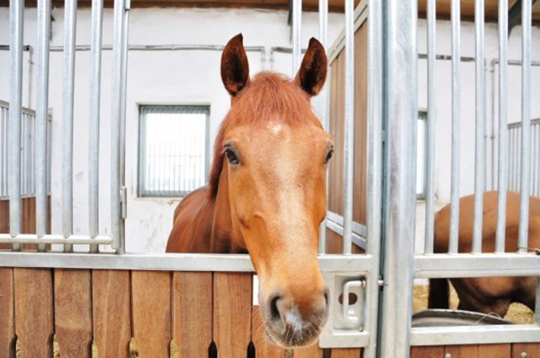 Relieving Boredom for the Stabled Horse in Winter