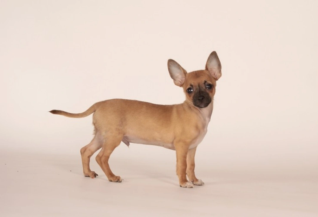 Complete Guide to Toy Dog Breeds in the UK