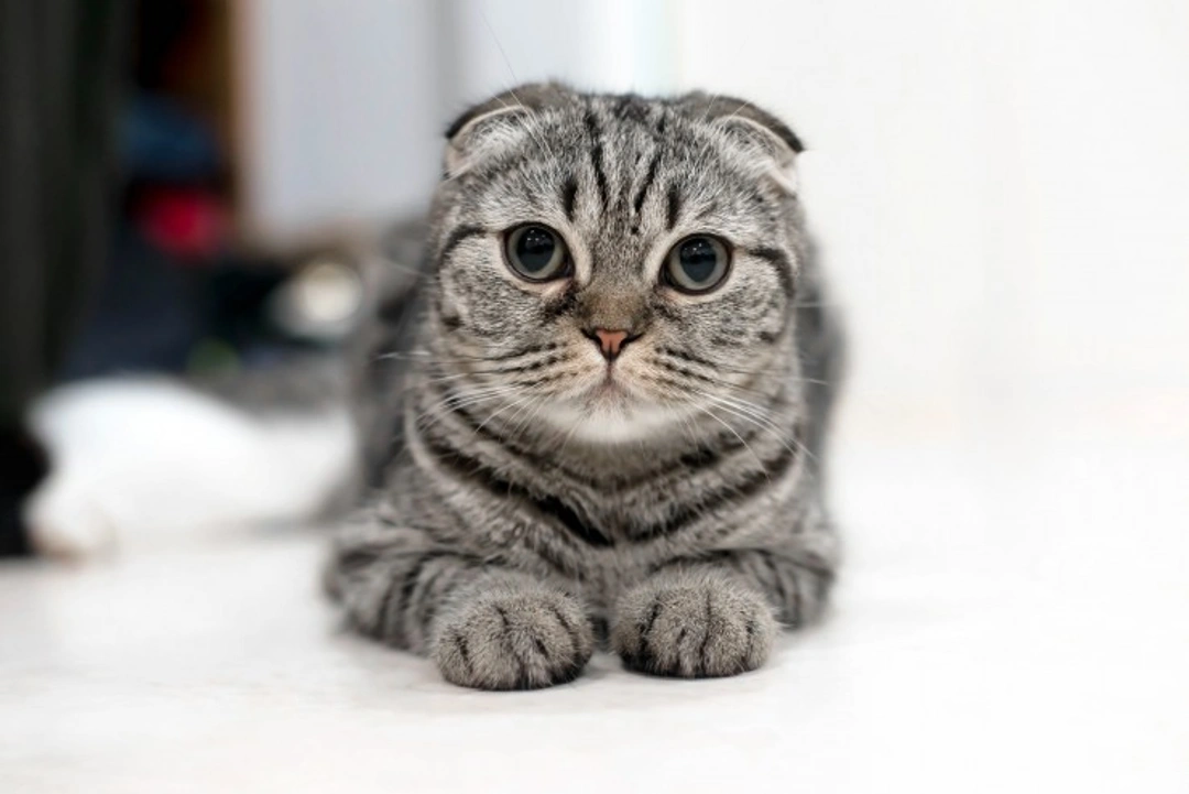 Cat Litter Allergies: Identifying & Managing Sensitivities