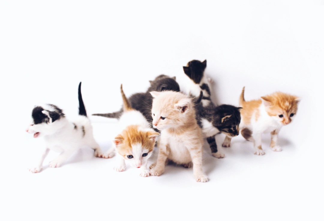 Why Get Your Kitten Neutered at 4 Months: Key Benefits