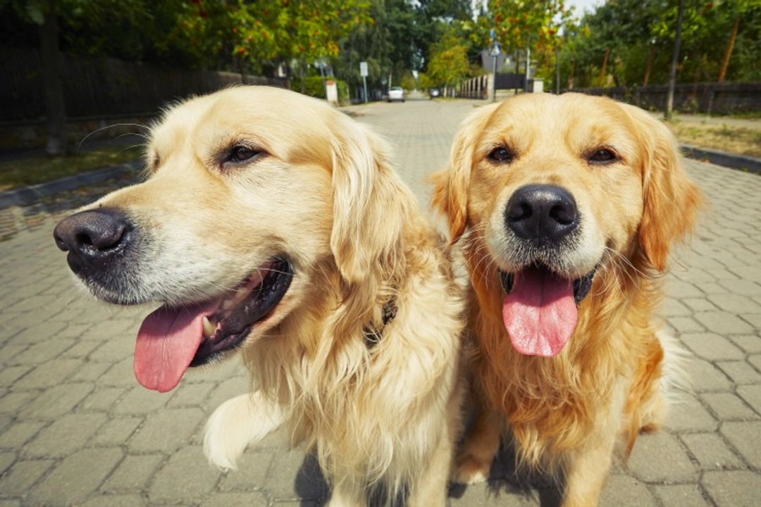Do Dogs Recognise Their Siblings and Relatives?