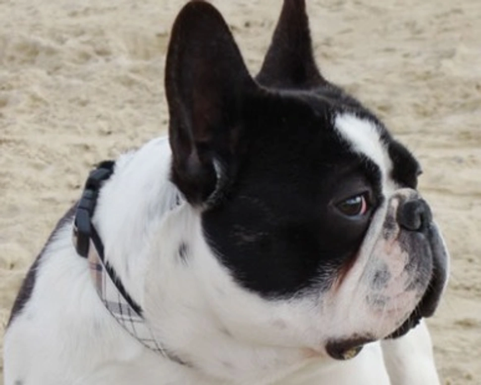 Le 7 domande più ricercate nel web per la razza Bouledogue francese