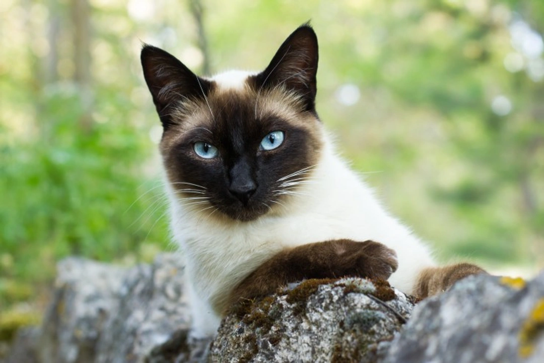 Niemann-Pick Disease in Cats: Symptoms, Diagnosis & Care