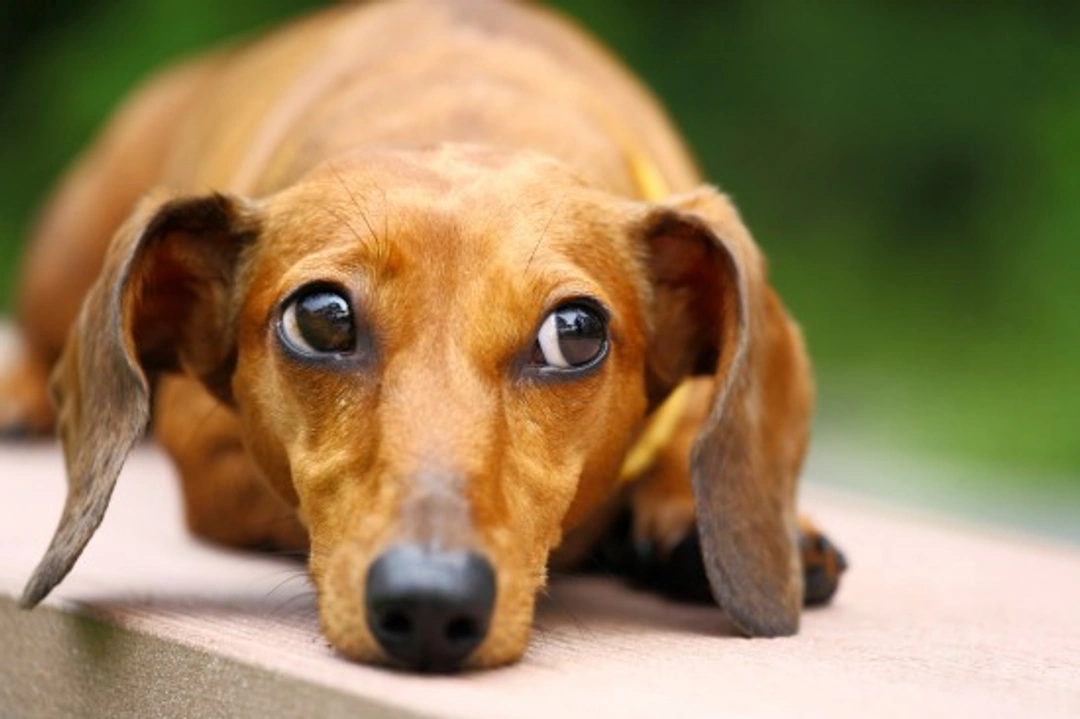 Dachshund Health & Wellness: Key Considerations 2025