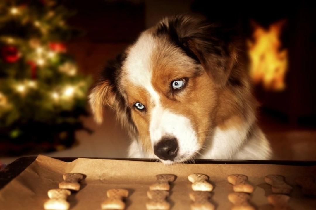 5 Key Facts: Dogs, Chocolate, and Christmas Safety