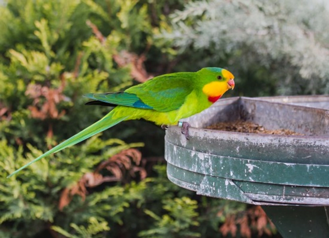 Barraband Parrot Care: Superb Parrot Guide for 2025