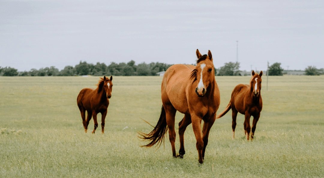 Planera hösten med unghästen